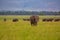 Landscape of herd of African elephants