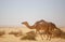 Landscape a herd of camels in the desert