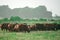 Landscape with herd of cow grazing on green field with fresh grass. Herd of cows grazing at summer green field.