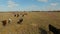 Landscape with herd of cows on the open meadow