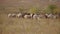 Landscape herd of sheep grazing in field under open boundless blue sky