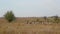 Landscape herd of sheep grazing in field under open boundless blue sky