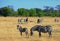 Landscape of a herd of zebra on the dry parched african plains