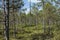 Landscape of the high marsh of the Paduobys forest