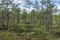 Landscape of the high marsh of the Paduobys forest