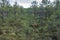 Landscape of the high marsh of the Paduobys forest