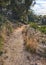 Landscape of a hiking trail near cultivated woodland on Table Mountain in Cape Town. Forest of tall Eucalyptus trees