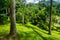 A landscape in a hill with big and high tree, bushes and green grass photo taken in Kebun Raya Bogor Indonesia