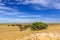 landscape with hills of quartz sand with dry grass, scattered trees and shrubs