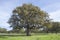 Landscape with holm oak trees