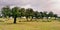 Landscape with holm oaks trees (panoramic view)