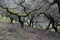 Landscape with holm oaks trees pruned