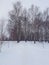 LANDSCAPE, HORIZON, FOREST, TREE, SNOW, WINTER, SKY,