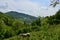 Landscape with horse, mountains, forest and meadow.