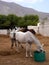 Landscape with horses on the background of mountains in the village of Perissa, on the island of Santorini, Greece.