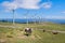 Landscape with horses, wind turbines for electric power generation, blue sky and clouds.