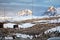 Landscape of huddles of penguins on rocky hills covered in the snow in Antarctica