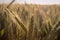 Landscape, a huge wheat field in the middle of summer