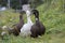 Landscape of Icelandic geese huddled in grass in Selfoss South Iceland