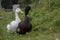 Landscape of Icelandic geese huddled in grass in Selfoss South Iceland