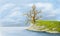 Landscape illustration. Lonely old bare tree on a rocky seashore