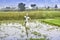 Landscape image of a beautiful village, Paddy field, clouds, sky, winter