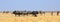 Landscape image of a large herd of Zebra and wildebeest standing on the dry yellow plains