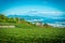 Landscape image of Mt. Fuji with green tea field at daytime in Shizuoka, Japan