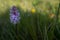 A landscape image of a purple wild marsh orchid shot in The Burren National Park,  Ireland