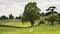 Landscape image of sheep grazing next to rapeseed canola field i