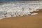 A landscape image of the shore in Rehoboth Beach, Delaware on a sunny afternoon. Seagulls and sandpipers are in the foreground