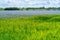 Landscape image showing crops of bright blue flowering common flax Linum usitatissimum and barley fields. Distant background of