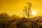 Landscape image with trees silhouette at sunset