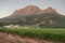 Landscape image of a vineyard, Stellenbosch, South Africa.