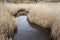 Landscape image of Winter wetlands swamp area