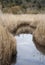 Landscape image of Winter wetlands swamp area