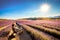 Landscape image of a young tourist sits and enjoying the sunshine at Lavender Farm