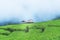 Landscape images of green rice fields on mountain range
