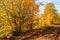 Landscape with impassable road with autumn trees