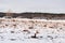Landscape of industrial drained peat bog covered with snow