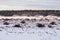 Landscape of industrial drained peat bog with tree roots in winter