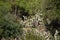 Landscape of insect infested Prickly pear opuntia cactus during summer in Catalonia