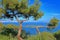 Landscape of the island Sedef Adasi with crows sitting on a pine tree in the foreground