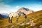 Landscape Italy, Dolomites - at sunrise spotted horse grazing alone on the rocks