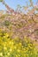 Landscape of Japanese Spring With pink Cherry Blossoms