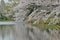 Landscape of Japanese White Cherry Blossoms around Pond waters