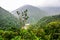 Landscape jungle in Amazonia of Ecuador