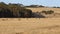 Landscape with Kangaroo