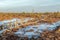 Landscape of Kemeri Great swamp with moorland flora at winter peat bog and its reflection in swamp frozen lakes