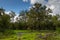 Landscape Kruger Park in South Africa